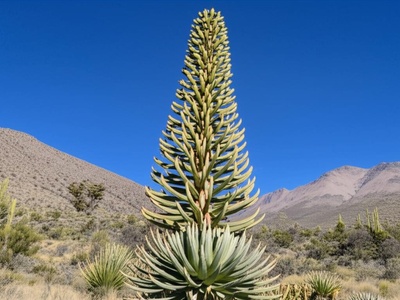 Queen of the Andes