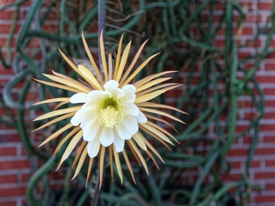 Queen of the night cactus