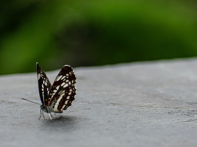 Quino Checkerspot Butterfly