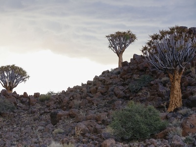 Quiver tree