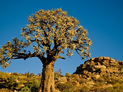 Quiver Tree