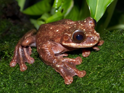Rabb's Fringe-limbed Treefrog