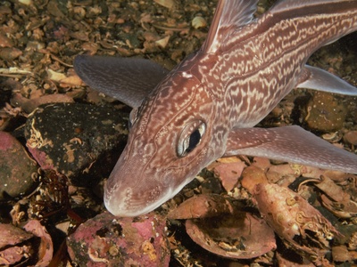 Rabbitfish