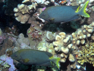 Rabbitfish (Siganus)