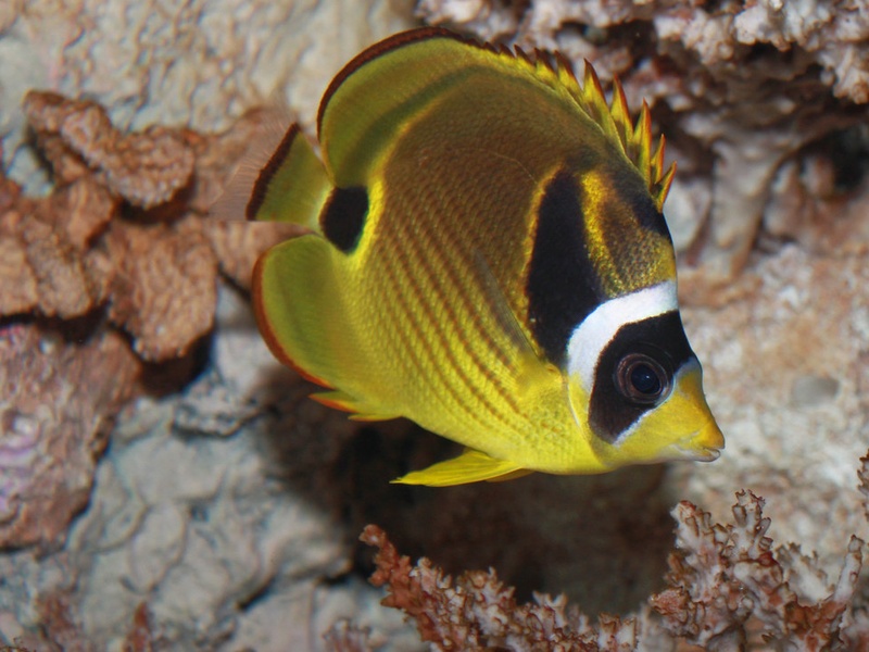 Polynesia Fish Types The Complete List of Fish of Polynesia - Flora Fauna Fun