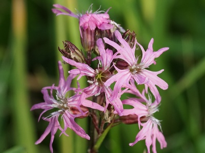 Ragged robin