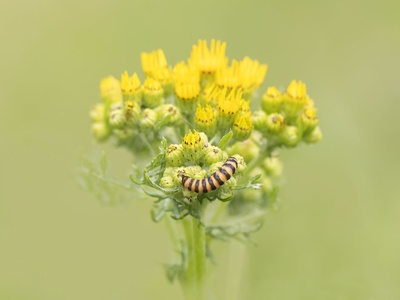 Ragwort