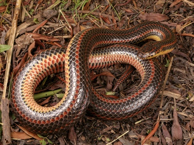Rainbow Snake