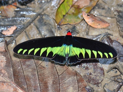 Rajah Brooke's Birdwing