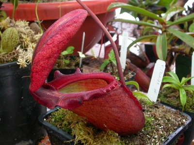 Rajah pitcher plant