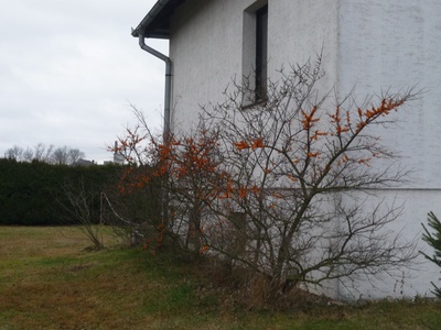 Rakytník