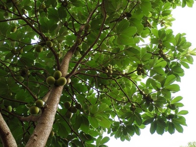 Ramón Tree