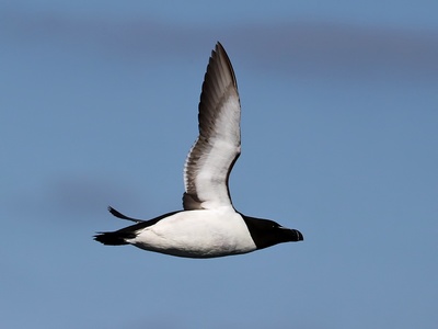 Razorbill