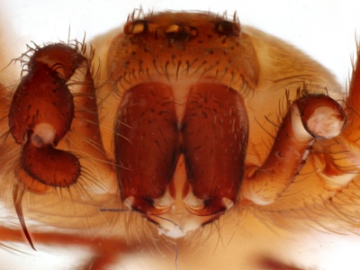 Recluse spider