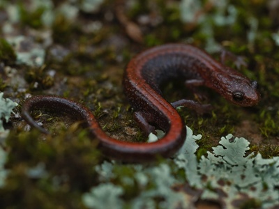 Red-backed salamander