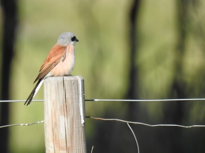 Red-backed Shrike