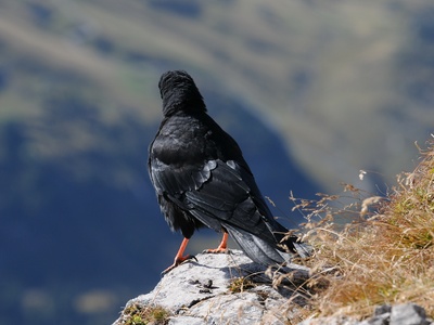 Red-billed Chough