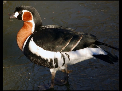 Red-breasted Goose