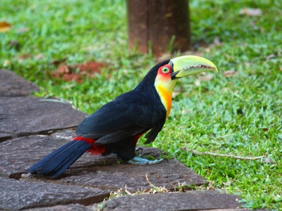 Red-breasted Toucan