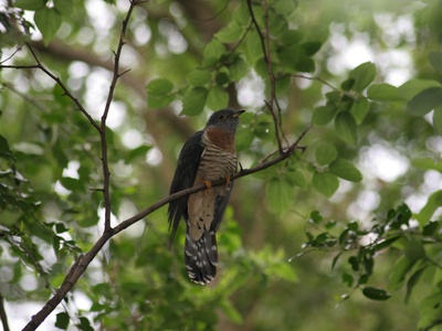 Red-chested Cuckoo