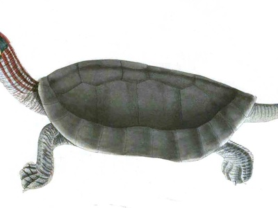 Red-crowned Roofed Turtle