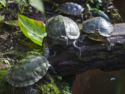 Red-eared slider