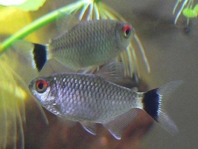 Red-eye tetra