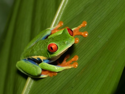 Red-eyed tree frog