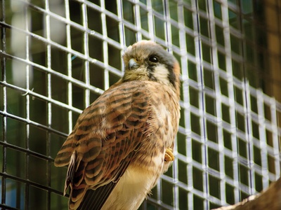 Red-footed Falcon