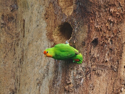 Red-headed Lovebird
