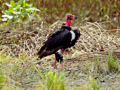 Red-headed vulture