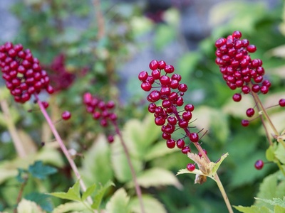 Red baneberry