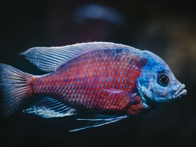 Red cichlid