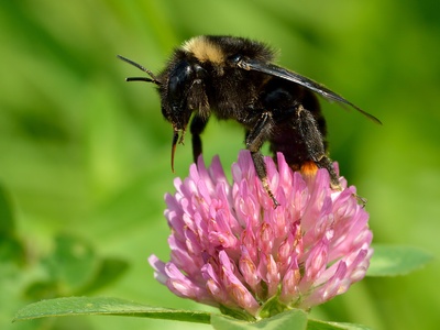 Red clover