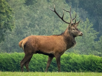Red Deer