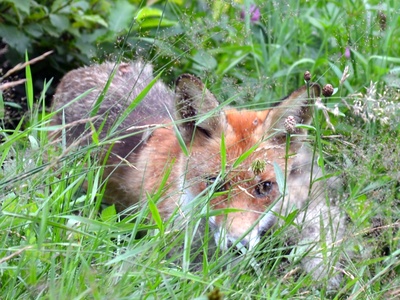 Red Fox