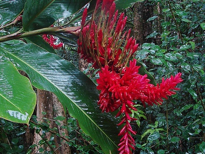 Red Ginger