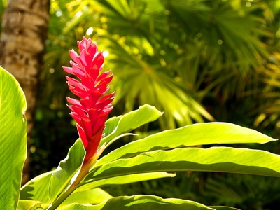 Red Ginger