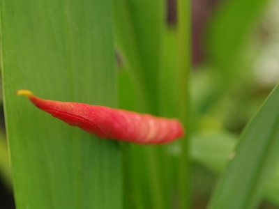 Red Ginger Lily