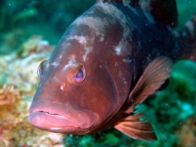 Red Grouper