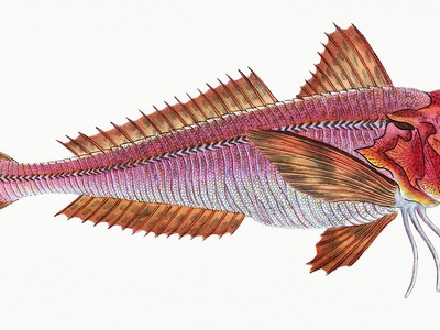 Red gurnard