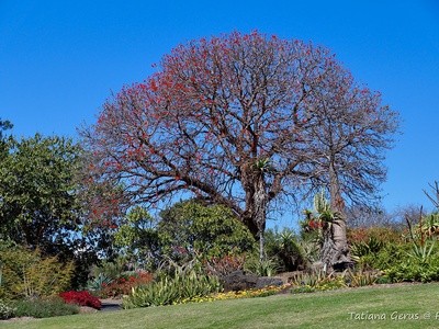 Red Hot Poker Tree