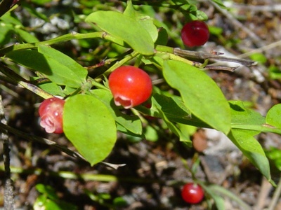 Red huckleberry