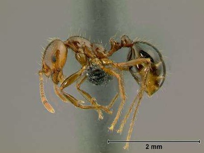Red Imported Fire Ant