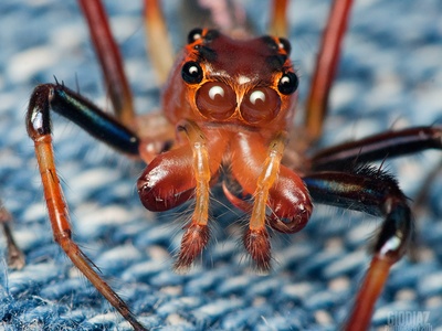 Red jumping spider