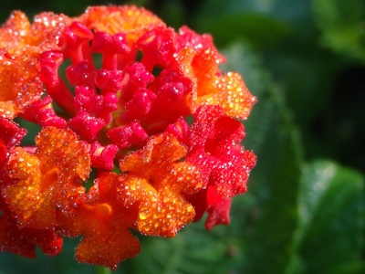 Red Lantana