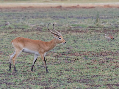 Red Lechwe