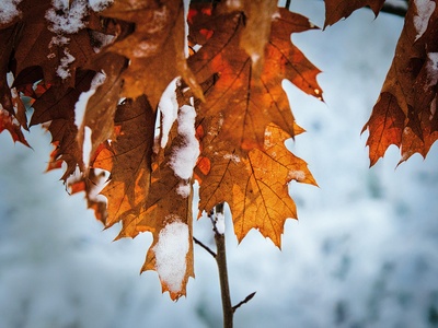 Red Oak