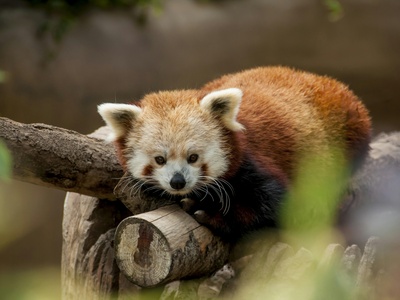 Red panda