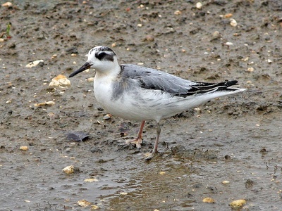 Red Phalarope